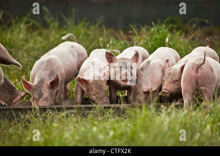 The Netherlands, Kortenhoef, Pigs. Sow and piglets. Stock Photo