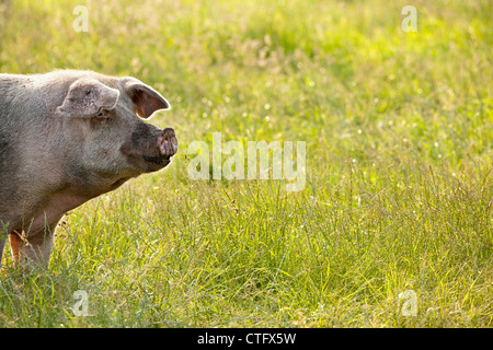 The Netherlands, Kortenhoef, Pigs. Sow. Stock Photo