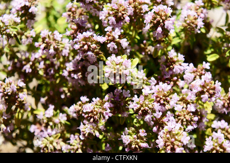 Golden Dwarf Lemon Thyme, Thymus x citriodorus Golden Dwarf Stock Photo