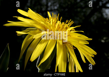 Picture: Steve Race - The Meadow Salsify (Tragopogon pratensis), also known as Showy Goat's-beard or Jack-go-to-bed-at-noon. Stock Photo