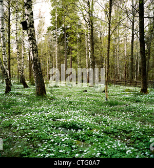 A small field in a forest over-grown with anemone nemorosa, the early-spring flowering plant. Stock Photo