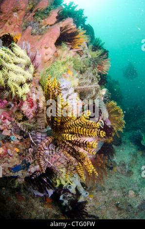 Coral reef scene, Komodo national park, Indonesia Stock Photo