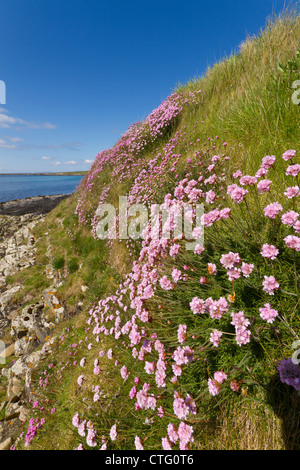 Orkney Islands, Sea thrift Stock Photo