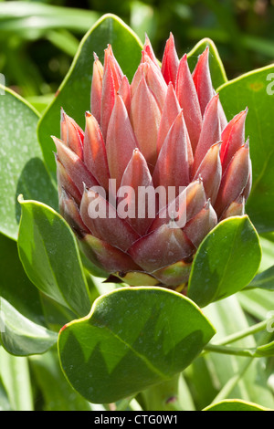 King of Protea, Protea cynaroides, Proteaceae, S-Afrika, Kapland, Botanischer Garten, Düsseldorf Stock Photo