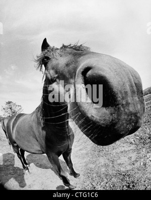 1970s EXTREME CLOSE-UP OF HORSE SHOT WITH FISH EYE LENS DISTORTED OUTDOOR Stock Photo