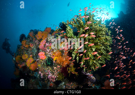 Coral reef scene, Komodo national park, Indonesia Stock Photo