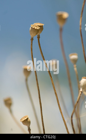 Papaver rhoeas, Poppy Stock Photo