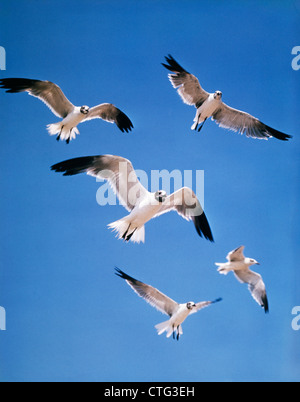 1980s A COLONY SCREECH FLOCK OR SQUABBLE OF SEAGULLS HOVERING IN SKY Stock Photo