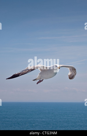 European Herring Gull (larus argentatus) flying overf the English Channel between Calais and Dover Stock Photo