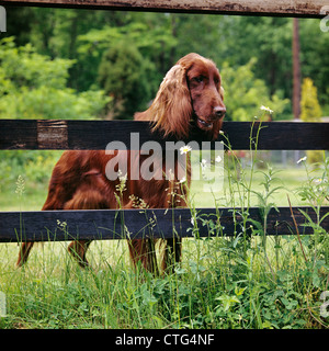 IRISH SETTER DOG LOOKING OVER WOODEN FENCE Stock Photo