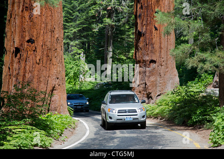 Sequoia National Park, California - Cars drive between two huge Sequoia trees on the Generals Highway in Sequoia National Park. Stock Photo