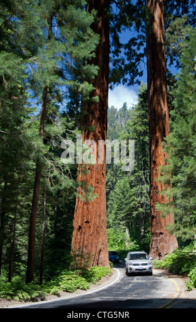 Sequoia National Park, California - Cars drive between two huge Sequoia trees on the Generals Highway in Sequoia National Park. Stock Photo