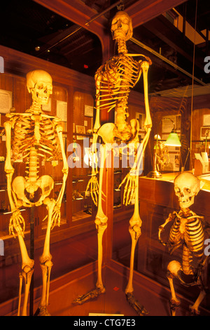 PHILADELPHIA PA NORMAL GIANT AND DWARF HUMAN SKELETONS ON DISPLAY AT THE MUTTER MUSEUM Stock Photo