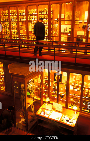 PHILADELPHIA PA COLLECTION OF HUMAN SKULLS AND BONES ON DISPLAY AT THE MUTTER MUSEUM Stock Photo