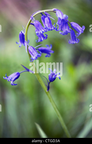 Hyacinthoides non-scripta, Bluebell, English bluebell Stock Photo