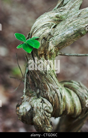 Lonicera periclymenum, Honeysuckle Stock Photo