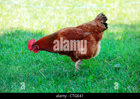 Rhode Island Red chicken foraging in green grass. Stock Photo