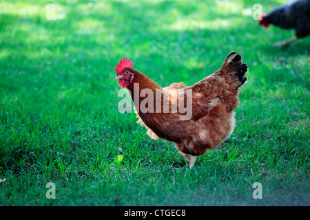 Rhode Island Red chicken on grass, with a Plymouth Rock chicken in background. Stock Photo