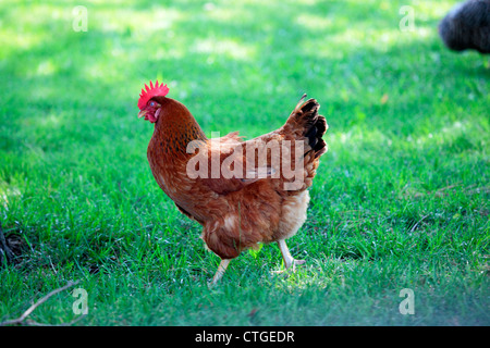 Rhode Island Red chicken in yard, side. Stock Photo