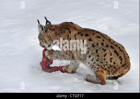 Eurasian lynx (Lynx lynx) tearing up meat to eat in the snow in winter ... Biology Diagrams