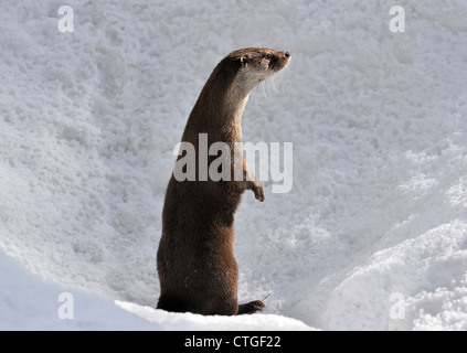 Curious European otter / Eurasian river otter (Lutra lutra) standing upright in the snow in winter Stock Photo