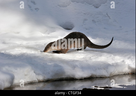 European otter / Eurasian river otter (Lutra lutra) on ice of frozen river bank in the snow in winter Stock Photo