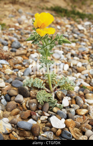 Glaucium flavum, Yellow Horned Poppy Stock Photo