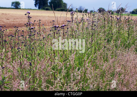 Cirsium arvense, Thistle, Creeping thistle Stock Photo