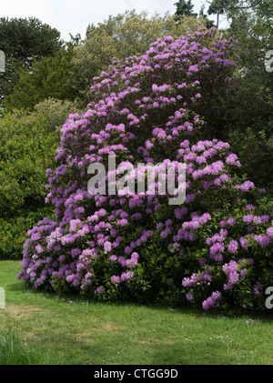 dh Rhododendron ponticum BEAULIEU HAMPSHIRE Purple Rhododendron bush flowering uk rhododendrons garden Stock Photo