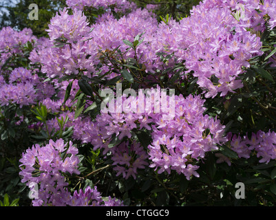 dh Rhododendron ponticum BEAULIEU HAMPSHIRE Purple Rhododendron flowers bush flowering uk rhododendrons Stock Photo