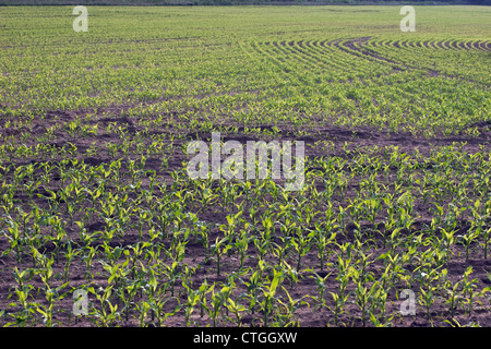 Zea mays, Sweetcorn Stock Photo