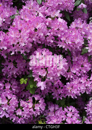 dh Rhododendrons ponticum BEAULIEU GARDENS HAMPSHIRE ENGLAND Purple Rhododendron flowers bush uk blooming heads Stock Photo