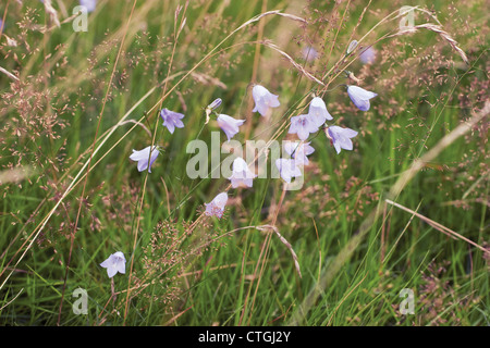 Campanula rotundifolia, Harebell Stock Photo