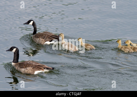 New York, Erie Canal between Sylvan Beach and Oswego. Canadian geese family swimming in canal. Stock Photo