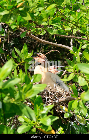 Anhinga (Anhinga anhinga) chicks with white plumage in a nest along a mangrove canal in Riviera Maya, Yucatan, Mexico Stock Photo