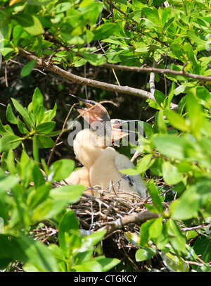 Anhinga (Anhinga anhinga) chicks with white plumage in a nest along a mangrove canal in Riviera Maya, Yucatan, Mexico Stock Photo