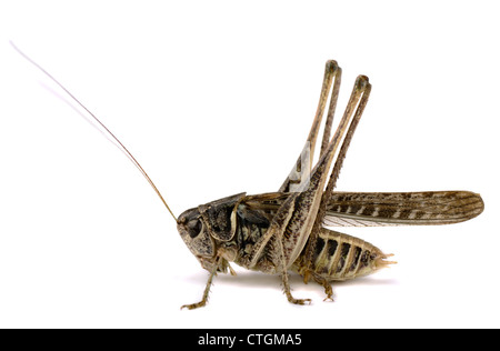 Grasshopper (decticus verrucivorus) isolated on white Stock Photo