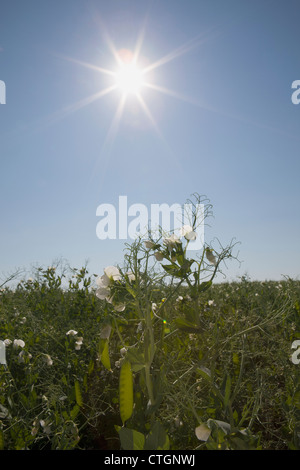 Flowering Peas And Pea Pods With A Sunburst And Blue Sky; Alberta, Canada Stock Photo