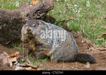 Woodchuck aka Groundhog Marmota monax digging at den E USA Stock Photo