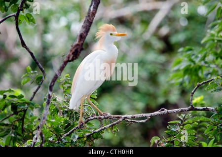 Cattle Egret, Bubulcus ibis, displaying its breeding plumage. Oklahoma, USA. Stock Photo