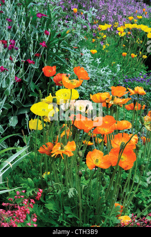 Papaver, Poppy, Orange coloured flowers and others of mixed colours in a garden border. Stock Photo