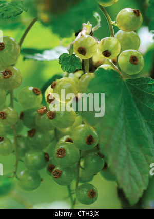Ribes rubrum, sativum 'Rovada', Currant, Redcurrant Stock Photo