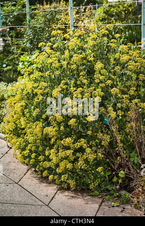 Bupleurum fruticosum flowering in September Stock Photo