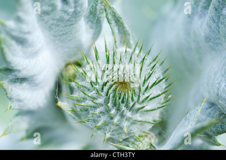 Cynara cardunculus, Cardoon Stock Photo