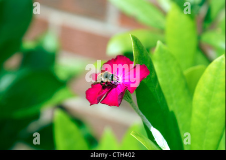 HONEYBEE ON A ROSE CAMPION FLOWER Stock Photo