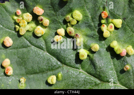 Blister Galls On Common Alder Alnus glutinosa leaf caused by the Mite Eriophyes laevis Stock Photo