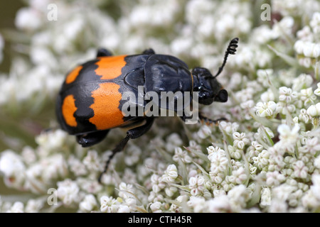 Sexton or Burying Beetle, Nicrophorus vespilloides infested by tiny