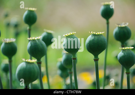 Papaver somniferum, Poppy, Opium poppy Stock Photo