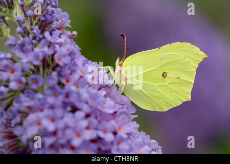Brimstone Butterfly; Gonepteryx rhamni; male; UK; buddleia Stock Photo
