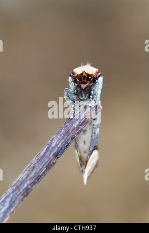 Buff Tip Moth; Phalera bucephala; UK Stock Photo